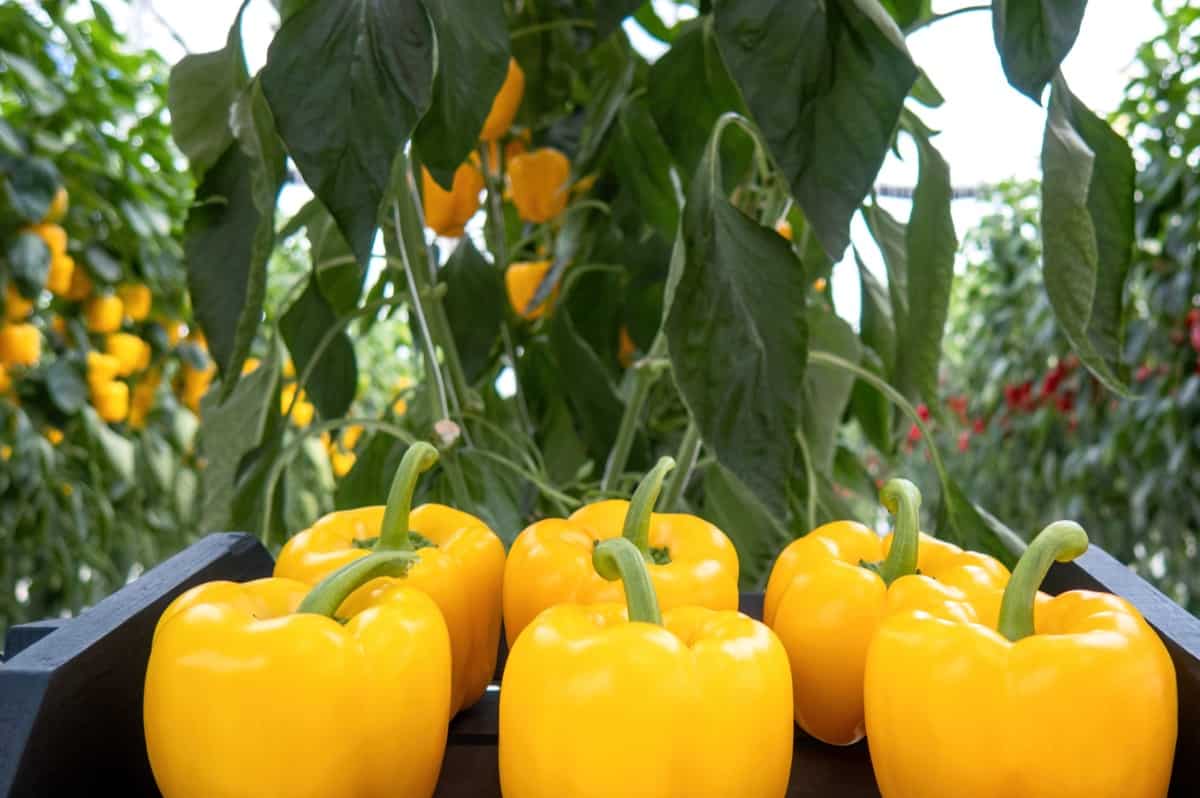 Harvesting Bell Peppers
