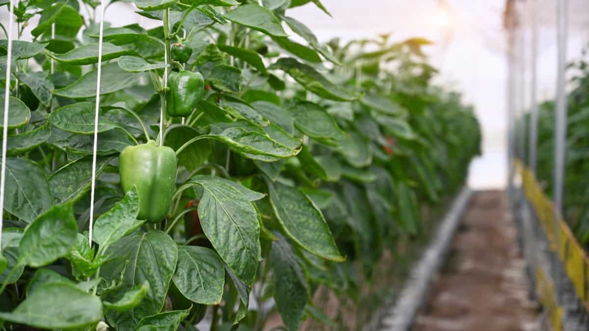 Bell Peppers Farming