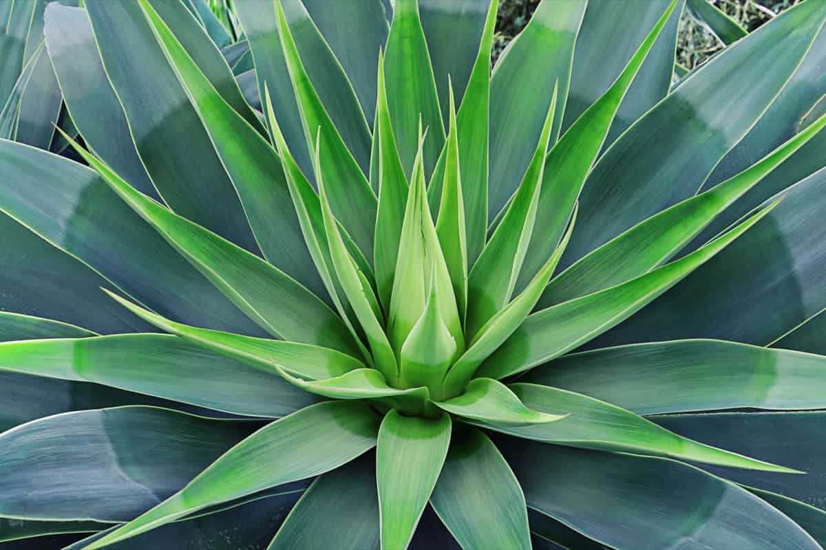 Heat-Tolerant Outdoor Plants: Bloomed agave leaves 