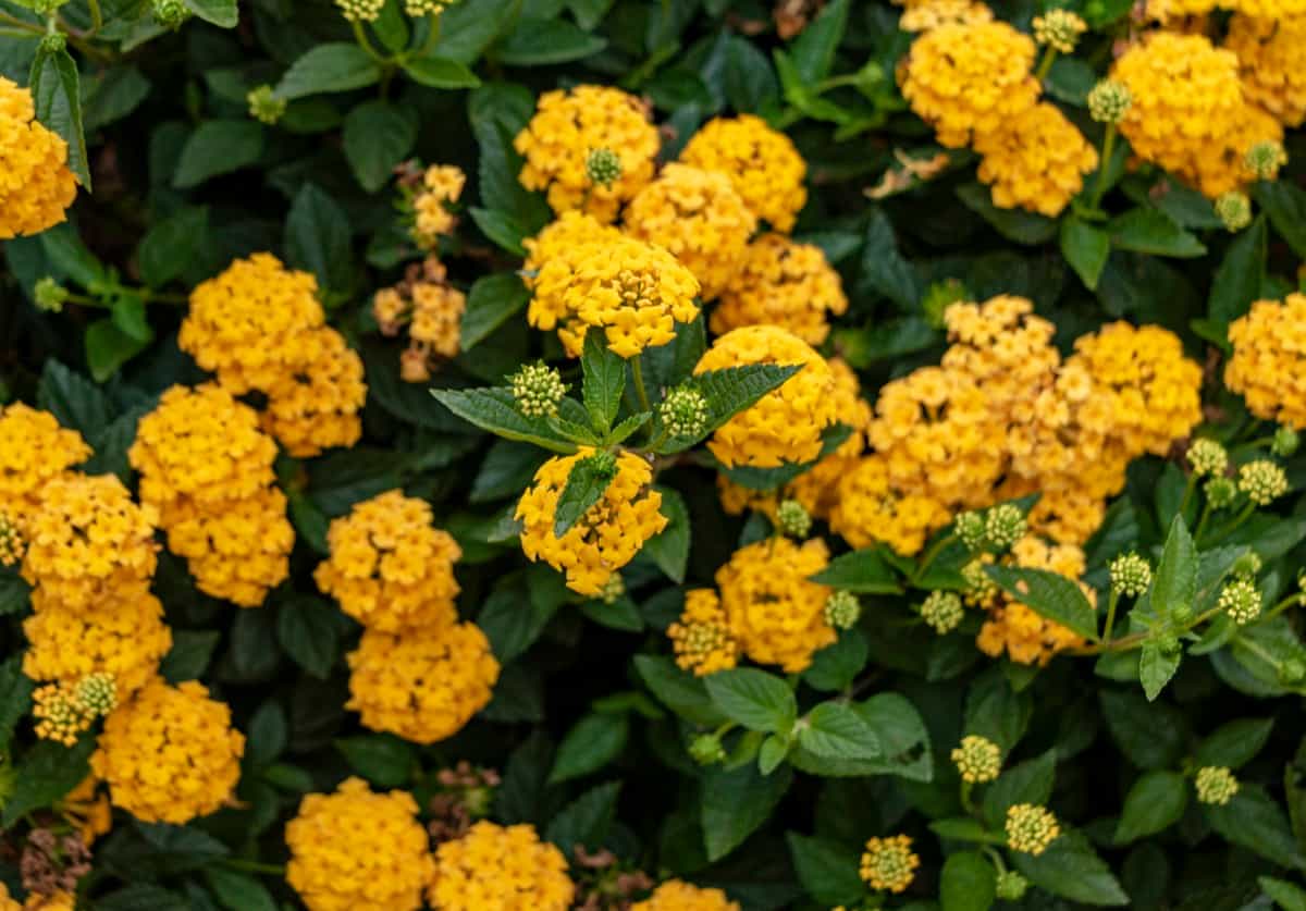 Blooming yellow Lantana flower bush