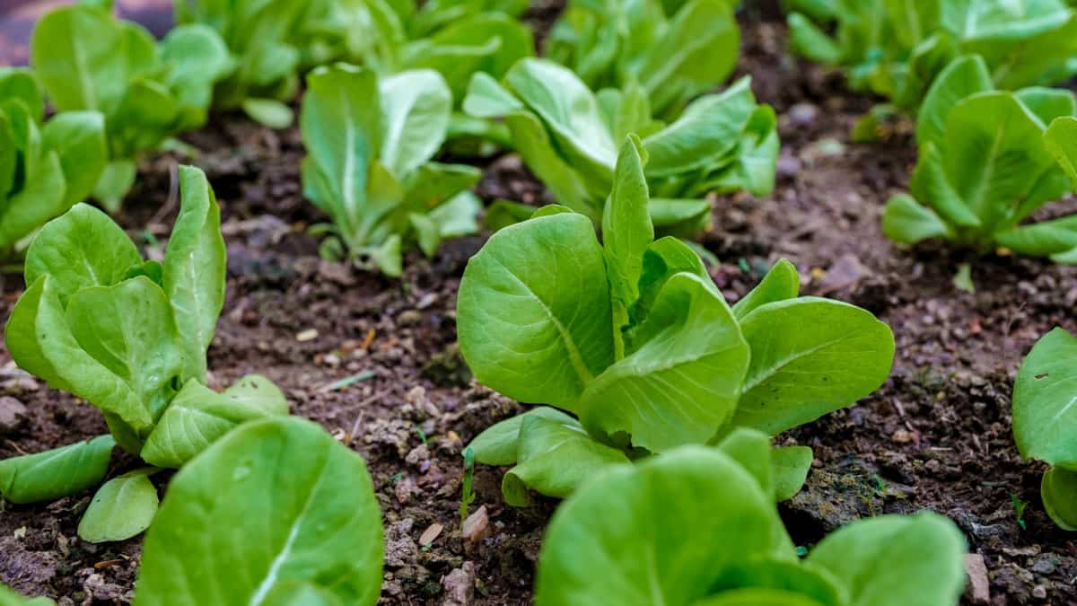 12 Heat-tolerant Greens to Try this Summer: Bok Choy