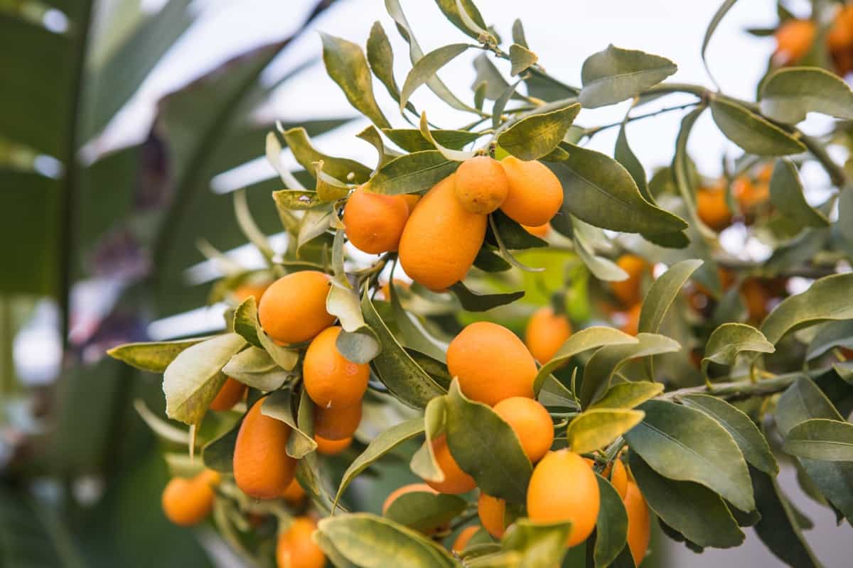 Kumquat tree in a garden
