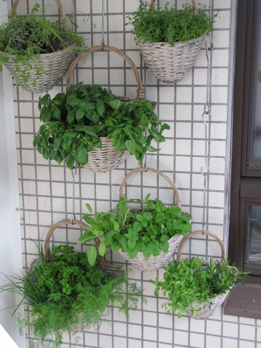 11 Herbs for Hanging Baskets