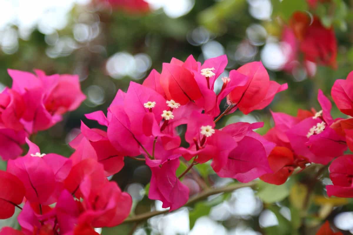 bright flowers of bougainvillea