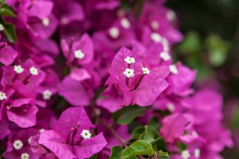 Bloom Booster: Crafting the Perfect Homemade Bougainvillea Fertilizer
