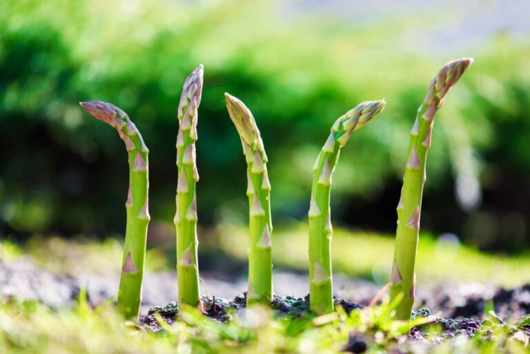 Homemade Fertilizers for Asparagus: DIY Organic Fertilizers