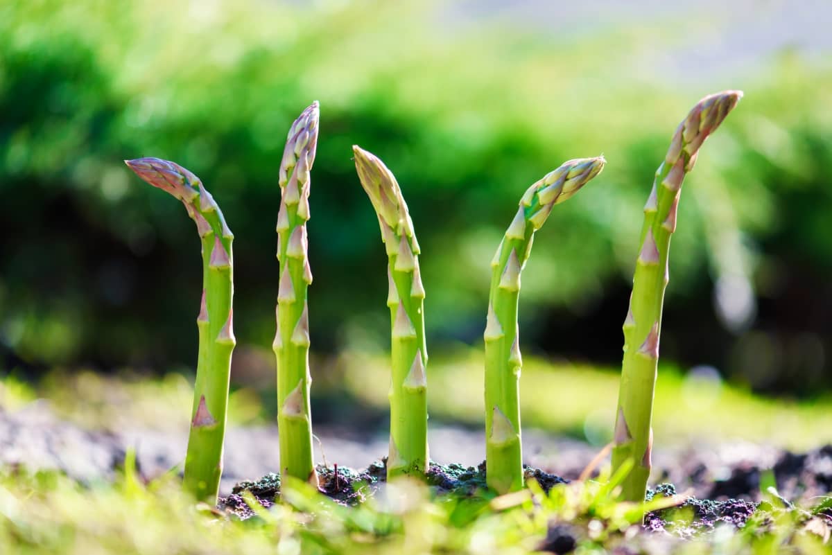 Young Green Asparagus Sprout