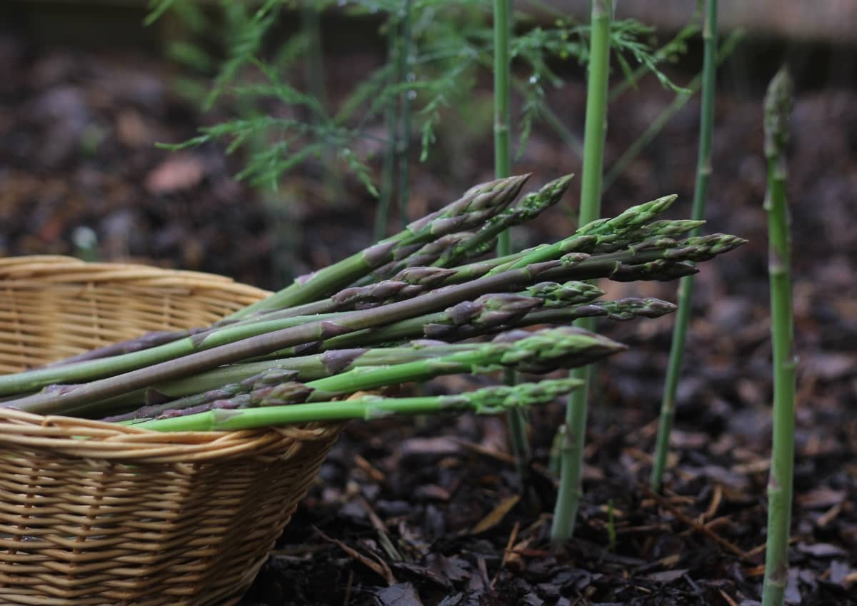 Freshly Picked Asparagus