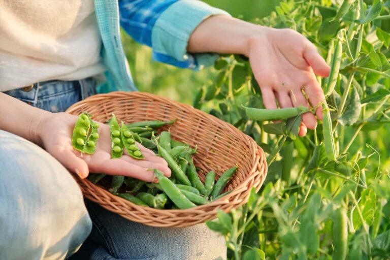 Homemade Fertilizers for Peas: DIY Organic Fertilizers for Pea Plants