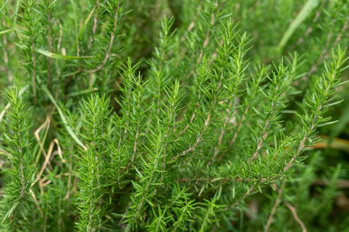 Rosemary herb bush in a garden