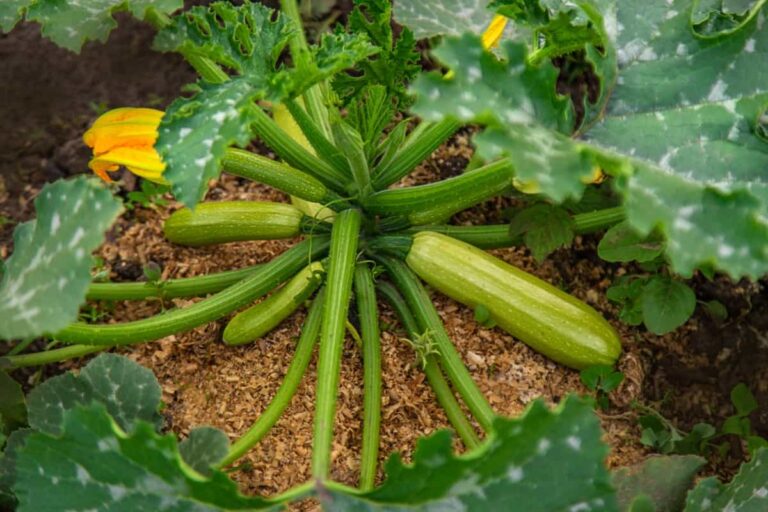 Homemade Fertilizers for Zucchini: DIY Organic Fertilizers Recipe  