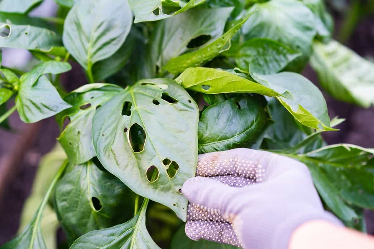 Pest-eaten bell pepper leaves in the greenhouse