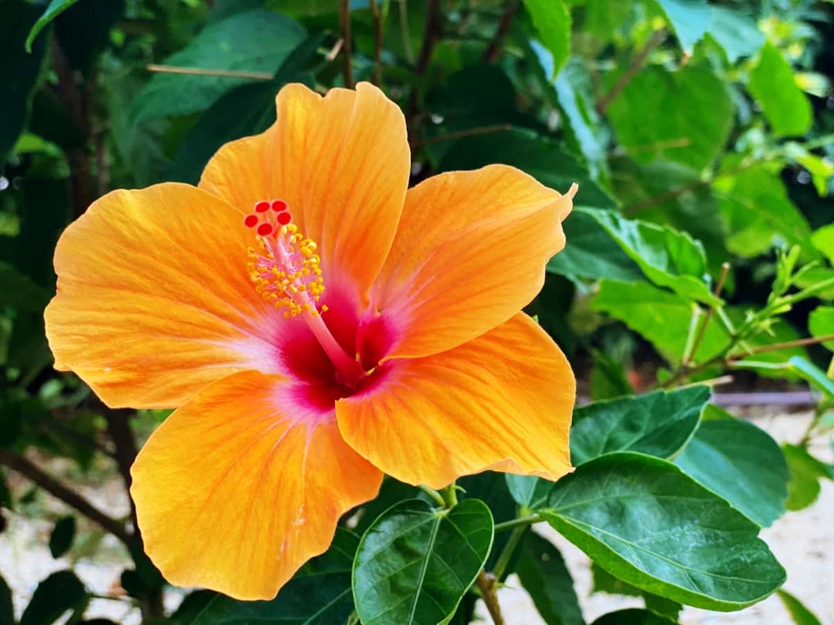 Beautiful Orange Hibiscus 