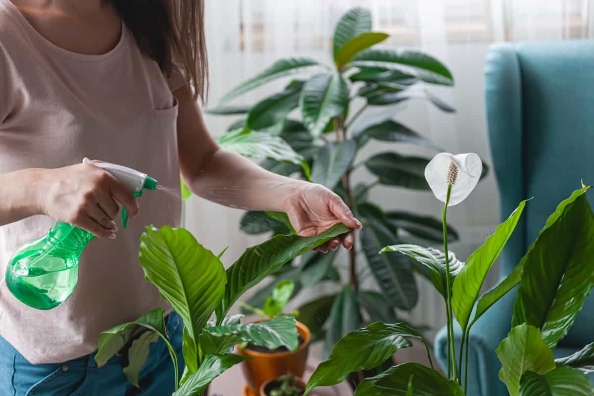 spraying water for indoor plants at home