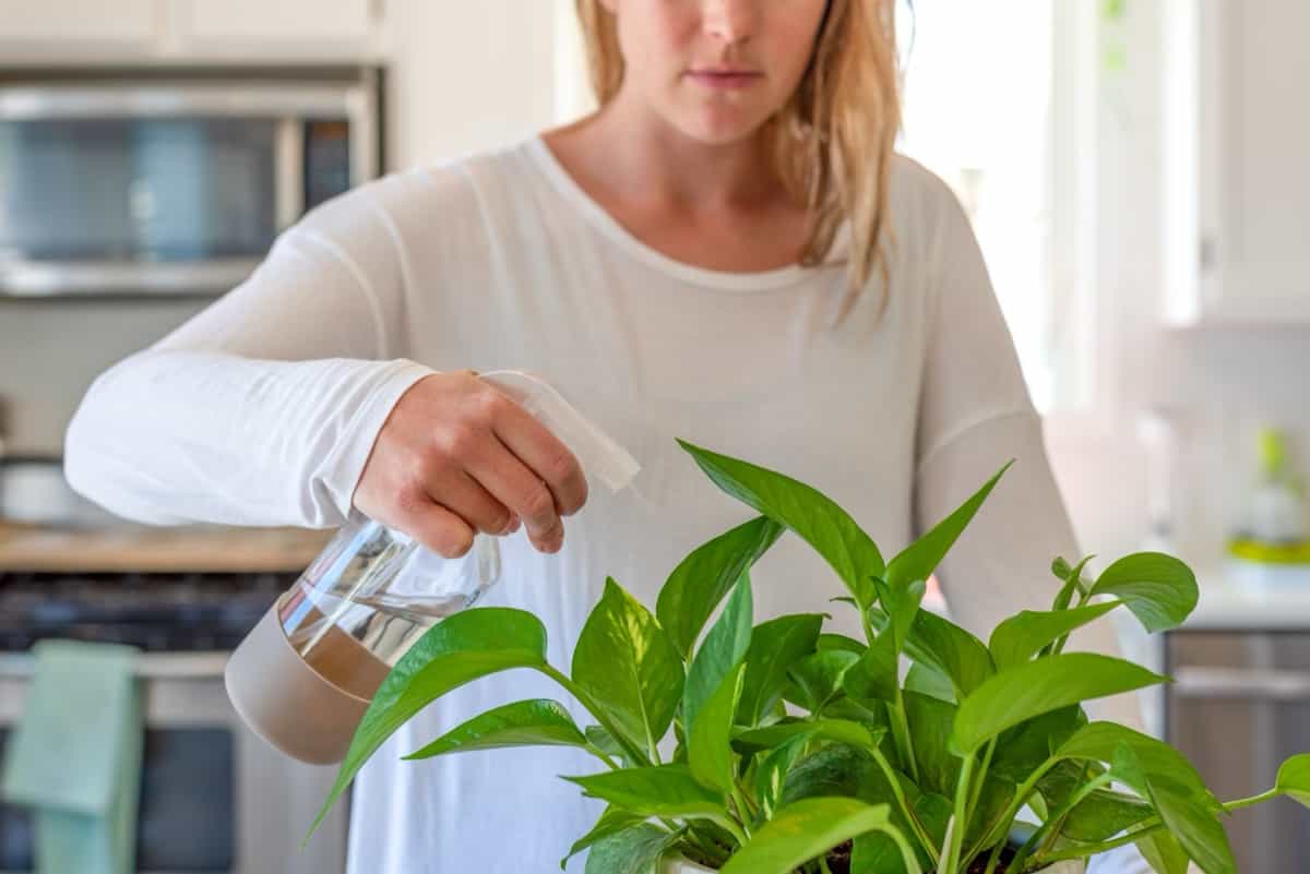 Watering a healthy green houseplant