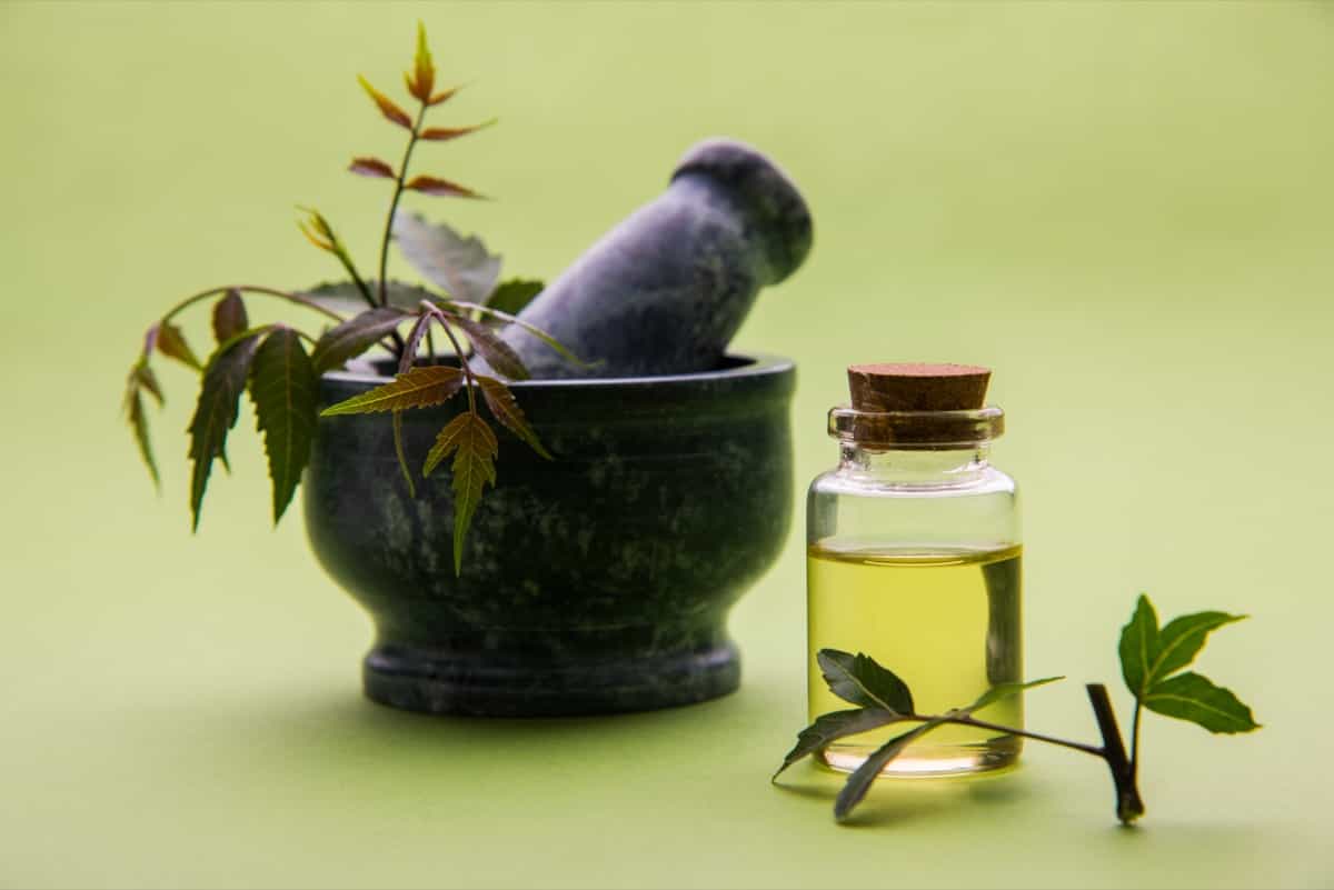 Neem oil for plants