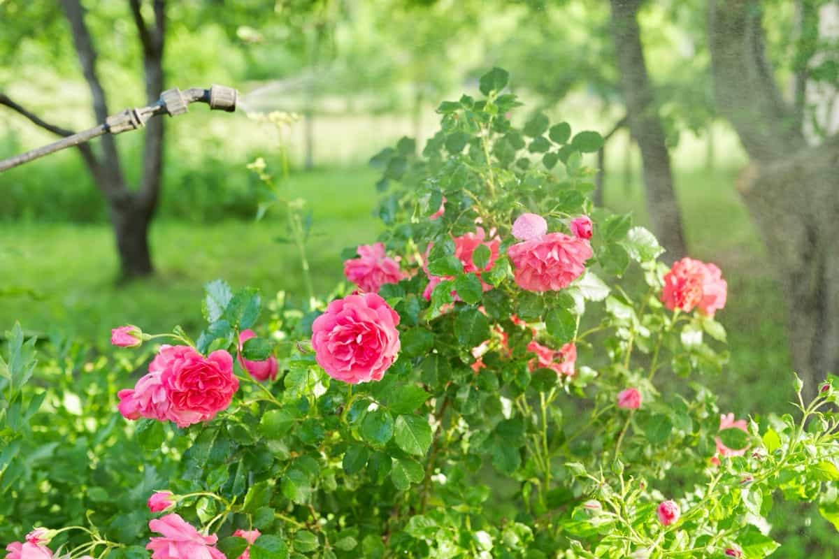 Homemade Insecticide for Roses