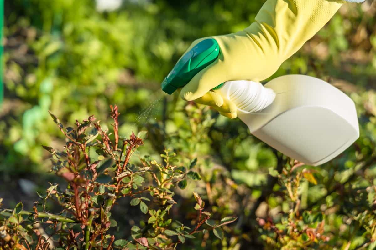 Treatment of roses from pests

