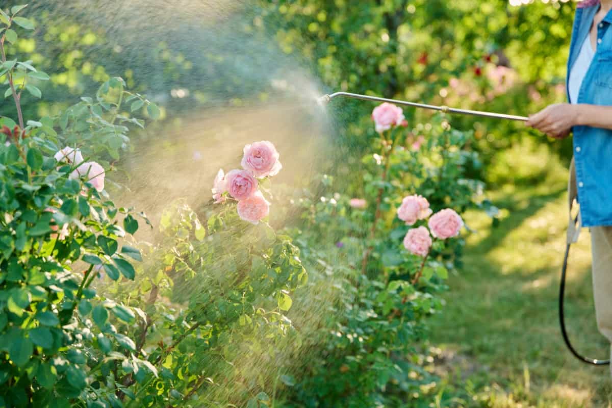 gardener with backpack sprayer processing rose bushes in garden