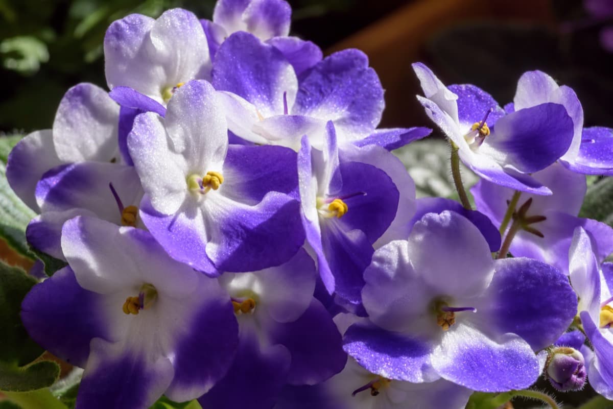 7 Houseplants That Love Bottom Watering - African Violets