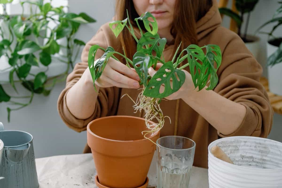 How to Propagate Monstera in Water