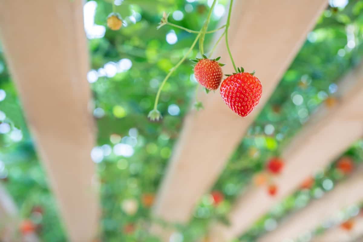 Hydroponic Strawberry Farming