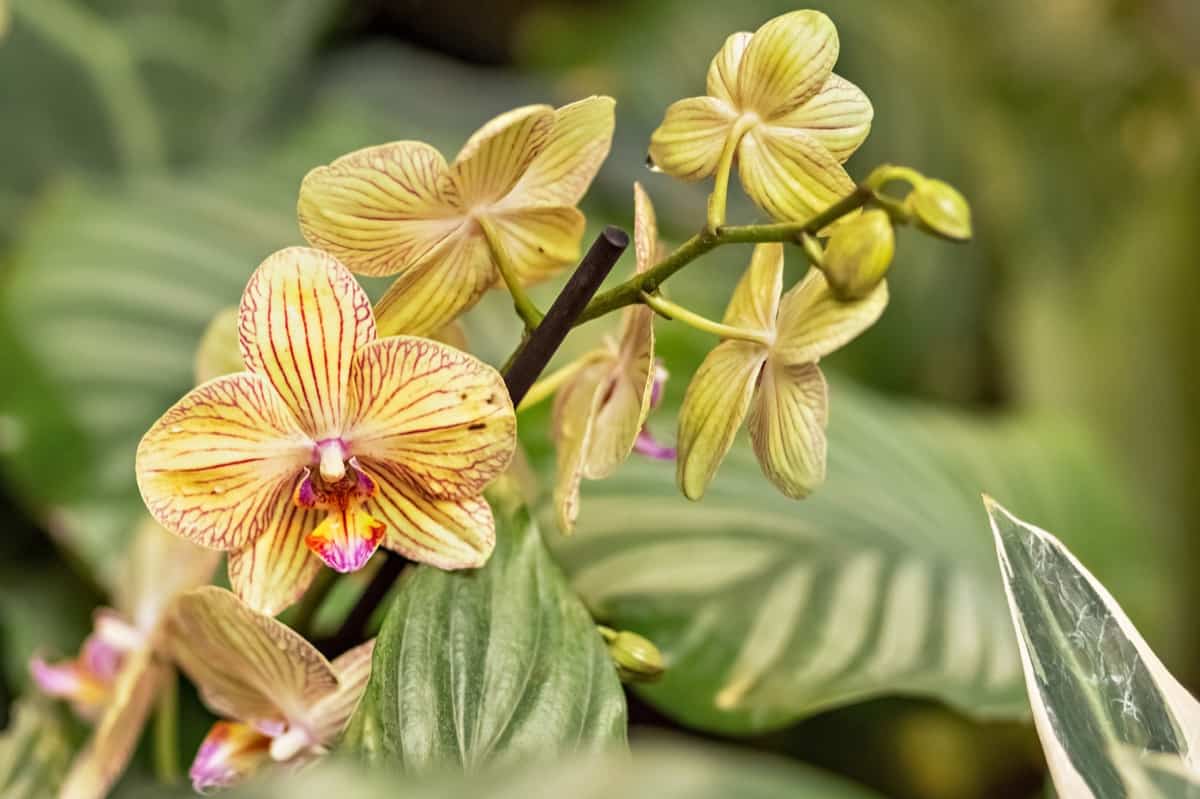 How and When to Prune Your Orchids