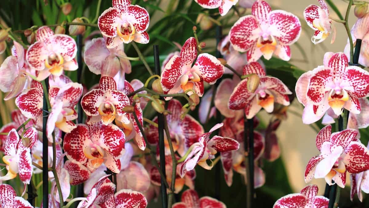 Orchid Gardening