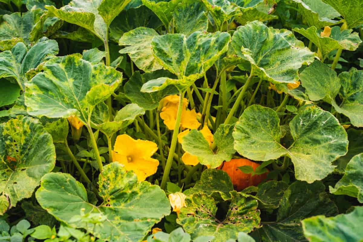 How to Boost Female Pumpkin Flowers
