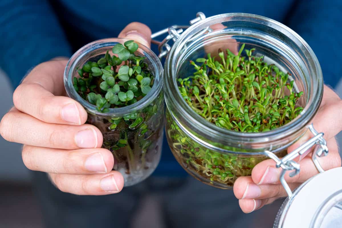 Growing microgreen in the jar
