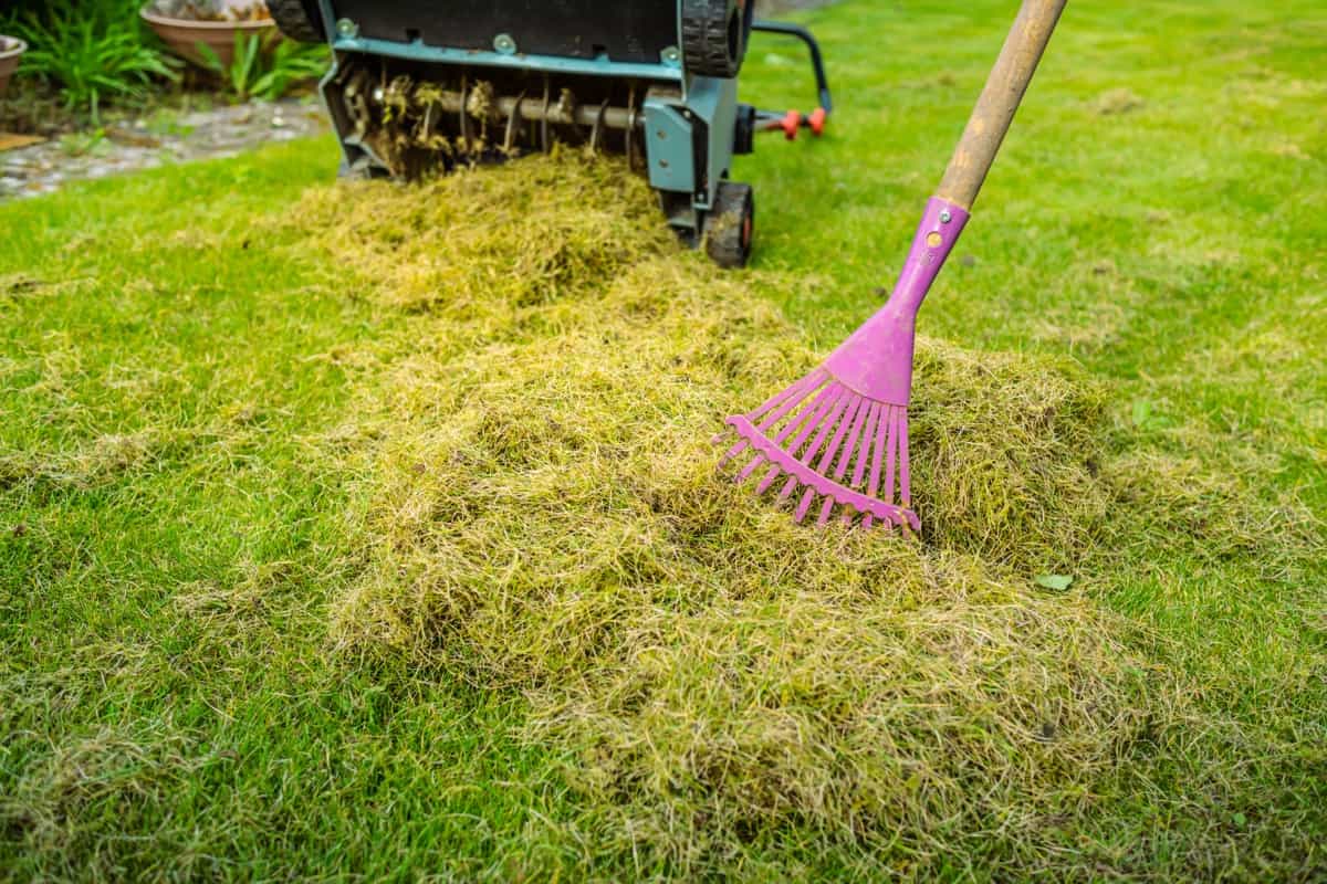 aerating and scarifying the lawn in the garden