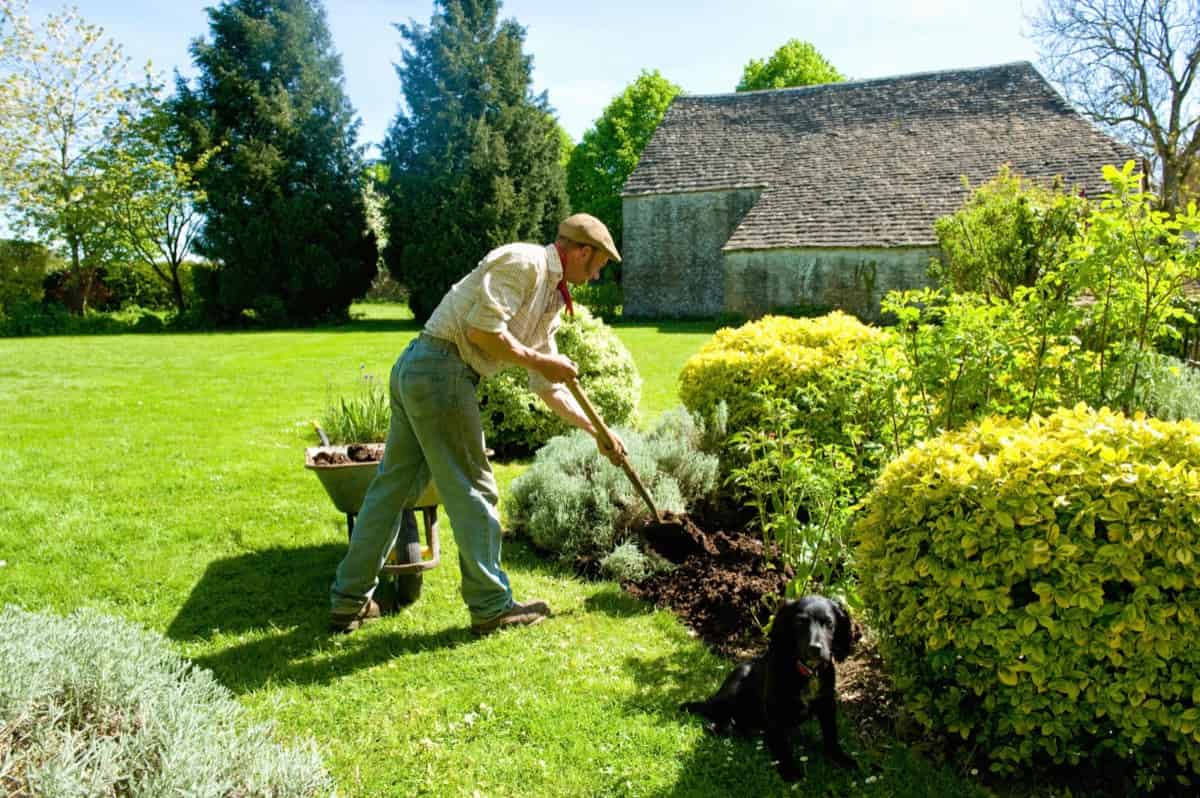 How to Choose Shrubs for Landscaping