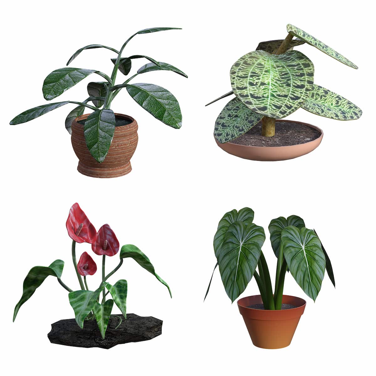 How to Choose the Suitable Container for Your Houseplants