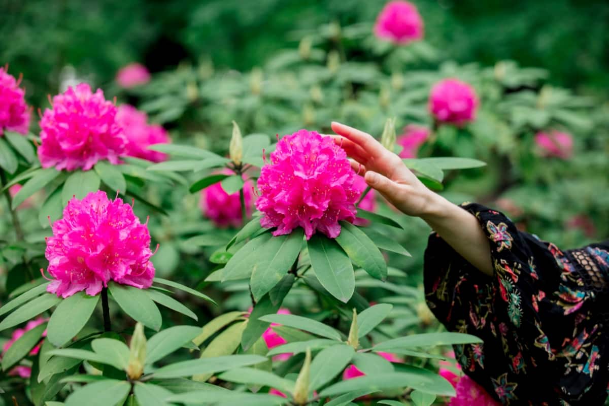 How to Control Rhododendron Problems Naturally