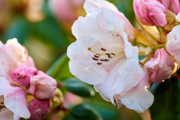 How to Control Rhododendron Problems Naturally: Home Remedies and Organic Ways to Fix Them