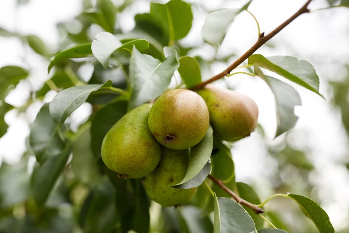 How to Deal with Pear Tree Pests and Diseases
