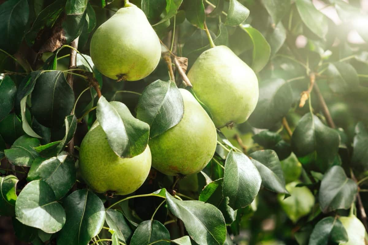 Fresh pears hang on a tree in an orchard