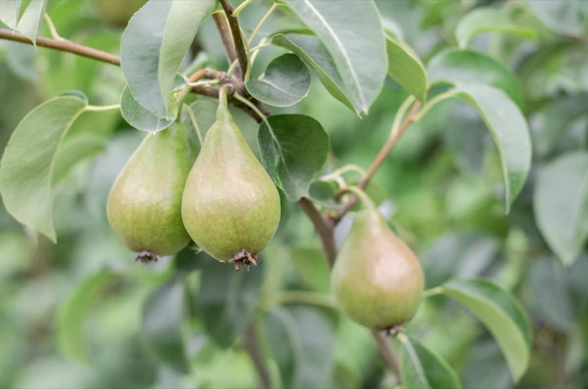 Pears on the tree