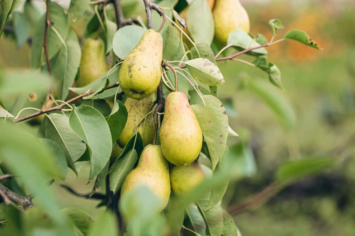 Ripe pears on tree branches in the autumn garden