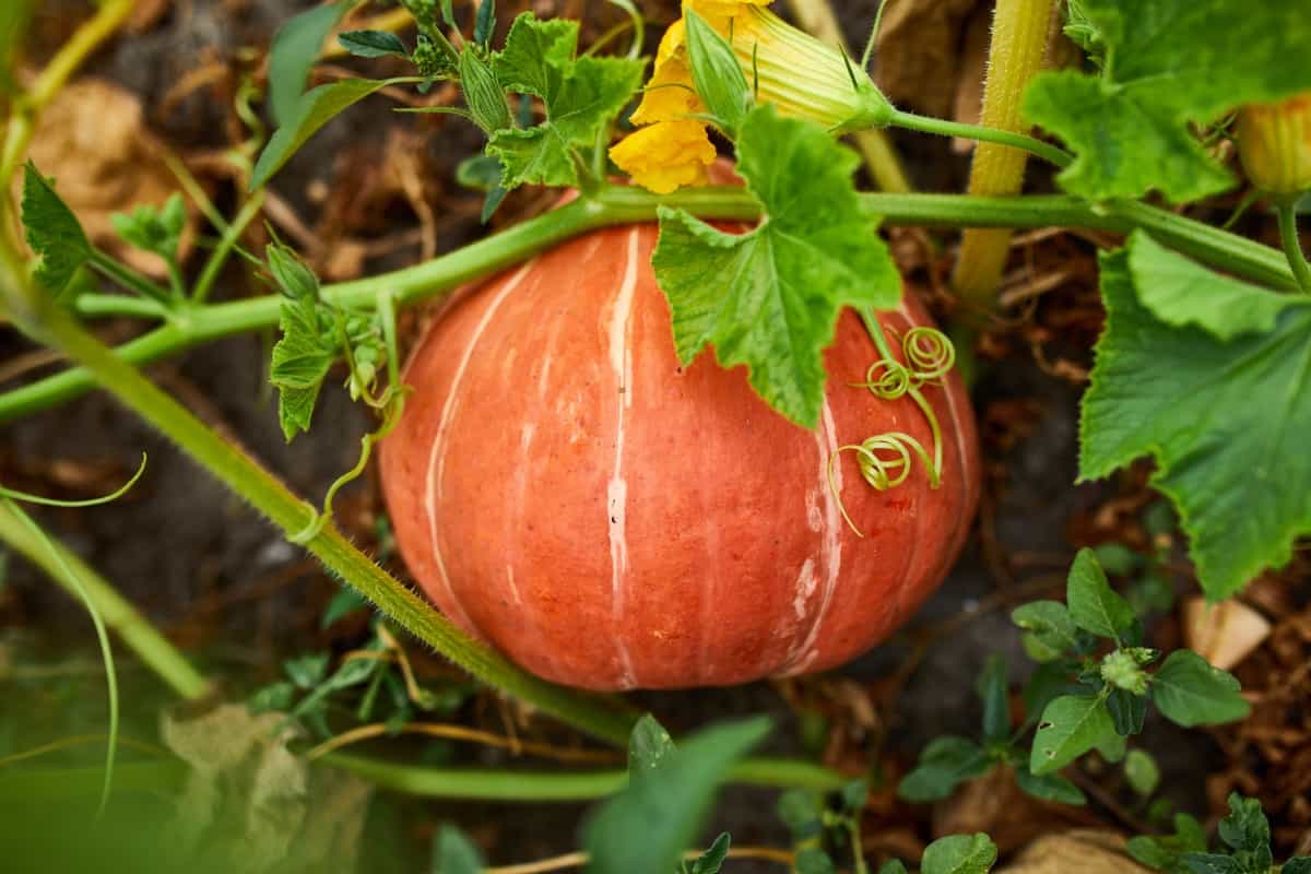 How to Deal with Pumpkin Pests