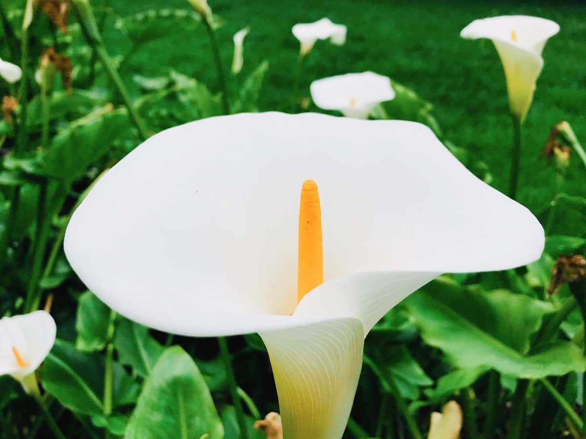White Garden Flower