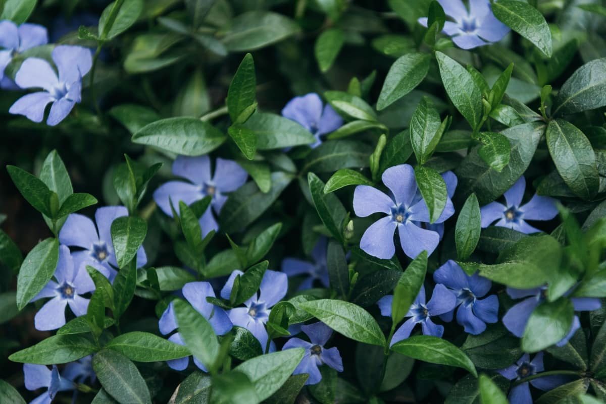 How to Fix Periwinkle Leaf and Flower-Related Problems