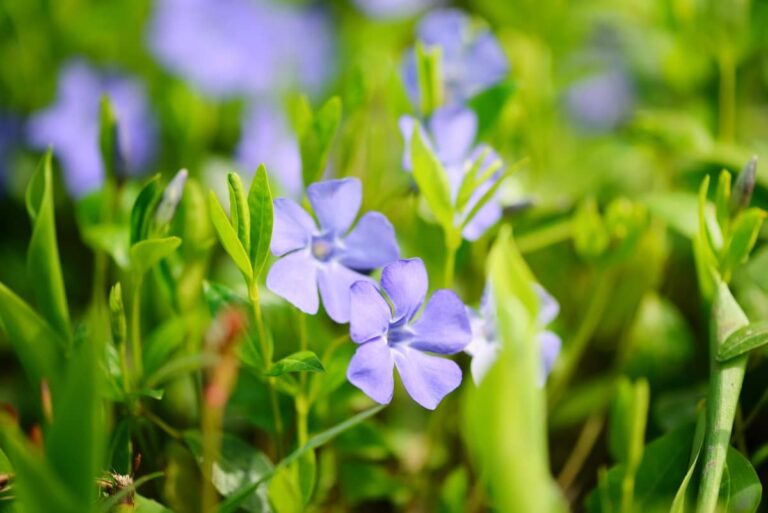 How to Fix Periwinkle Leaf and Flower-Related Problems: Natural Remedies and Solutions
