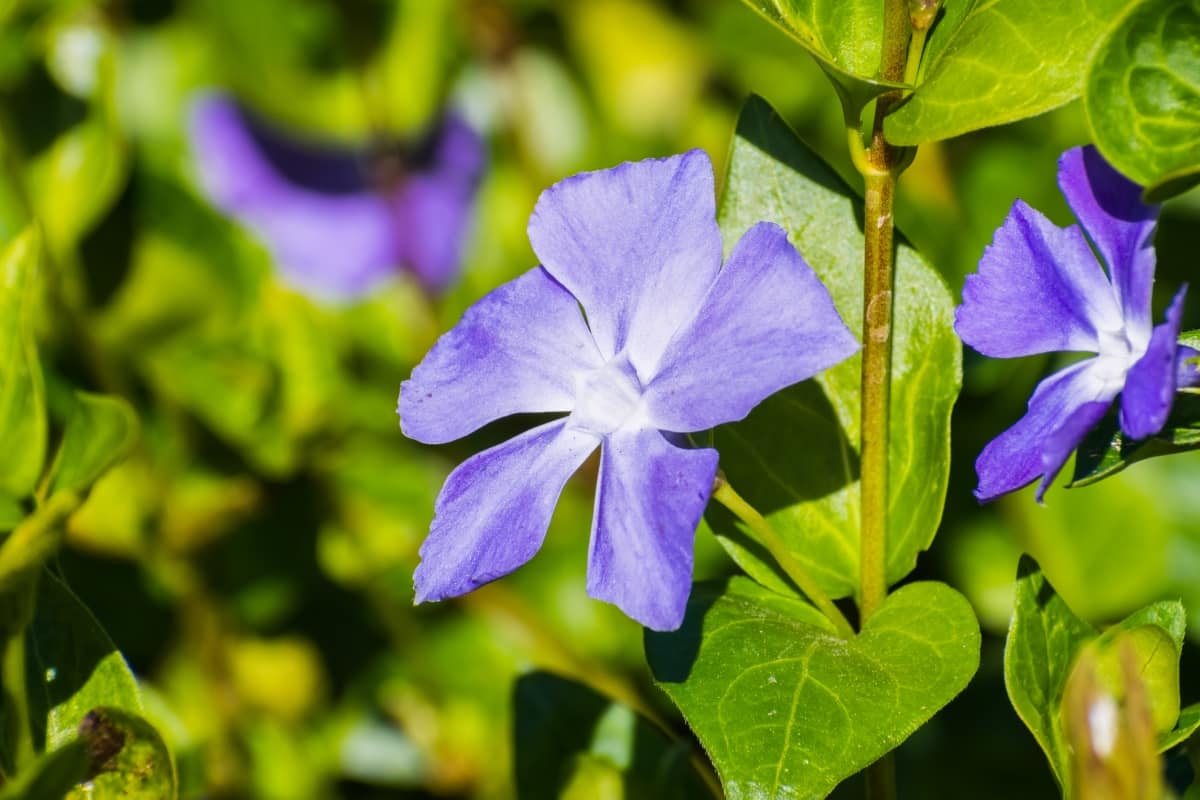 Periwinkle Blue Flowers