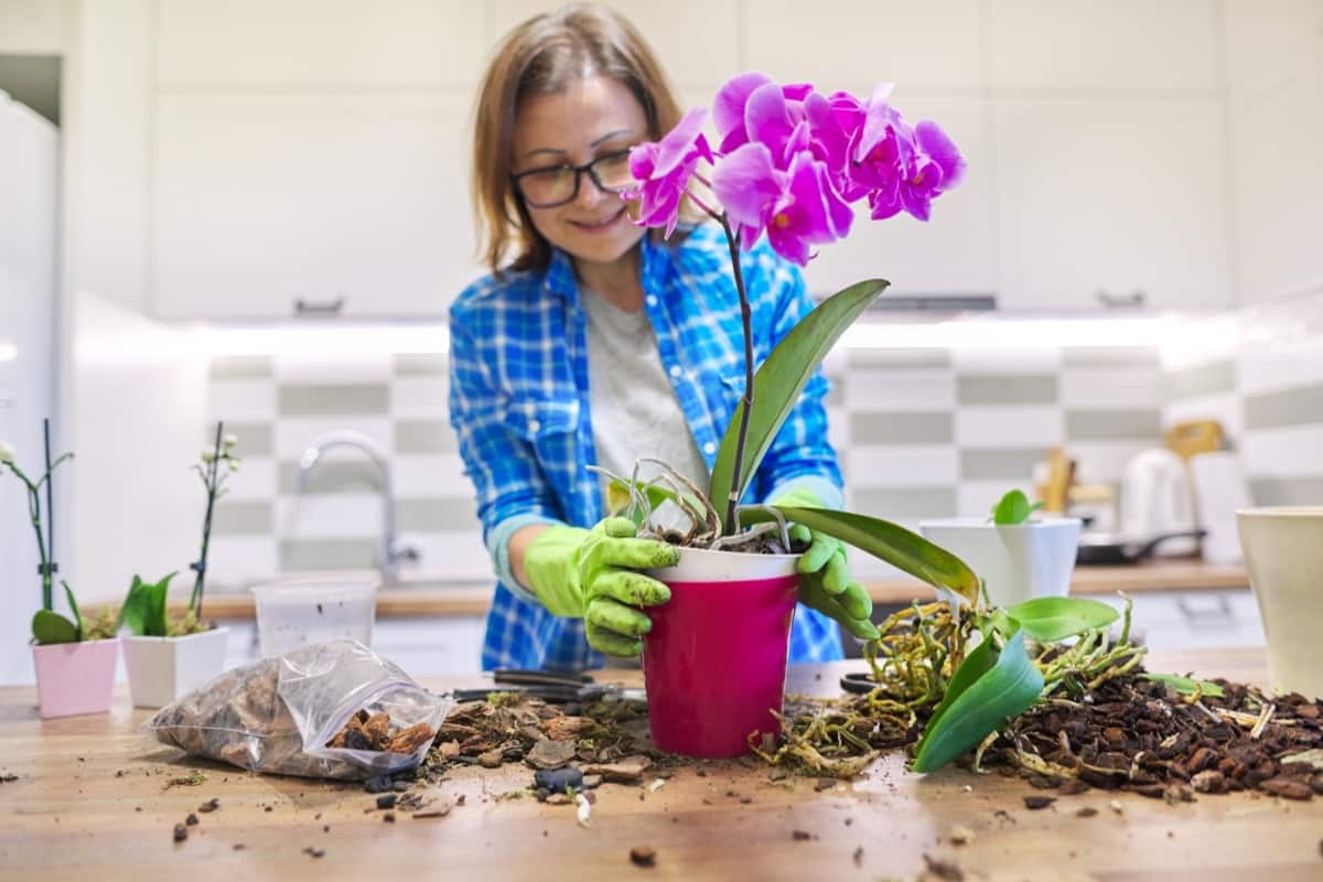 Preparing Orchid Pot