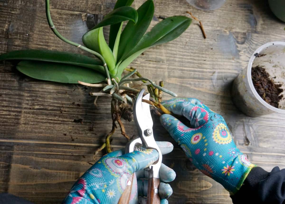 Pruning Orchid Plant