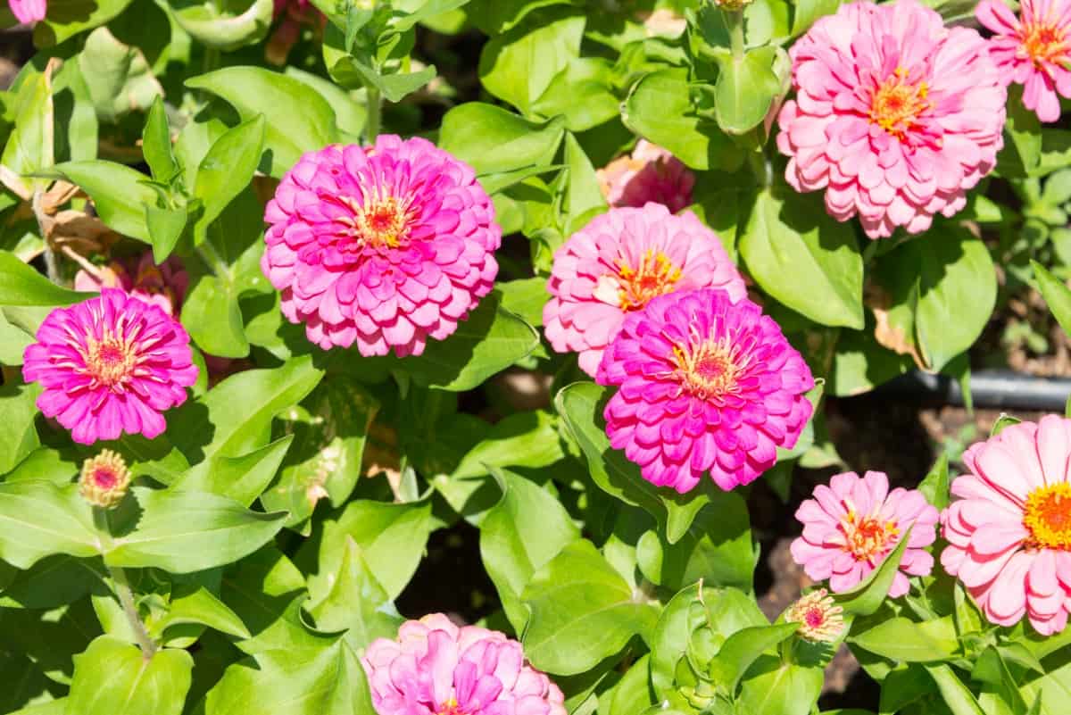 How to Fix Zinnias Leaf and Flower Problems