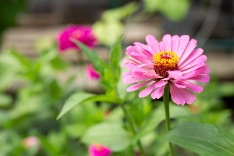 How to Fix Zinnias Leaf and Flower Problems: Discover Natural and Home Remedies