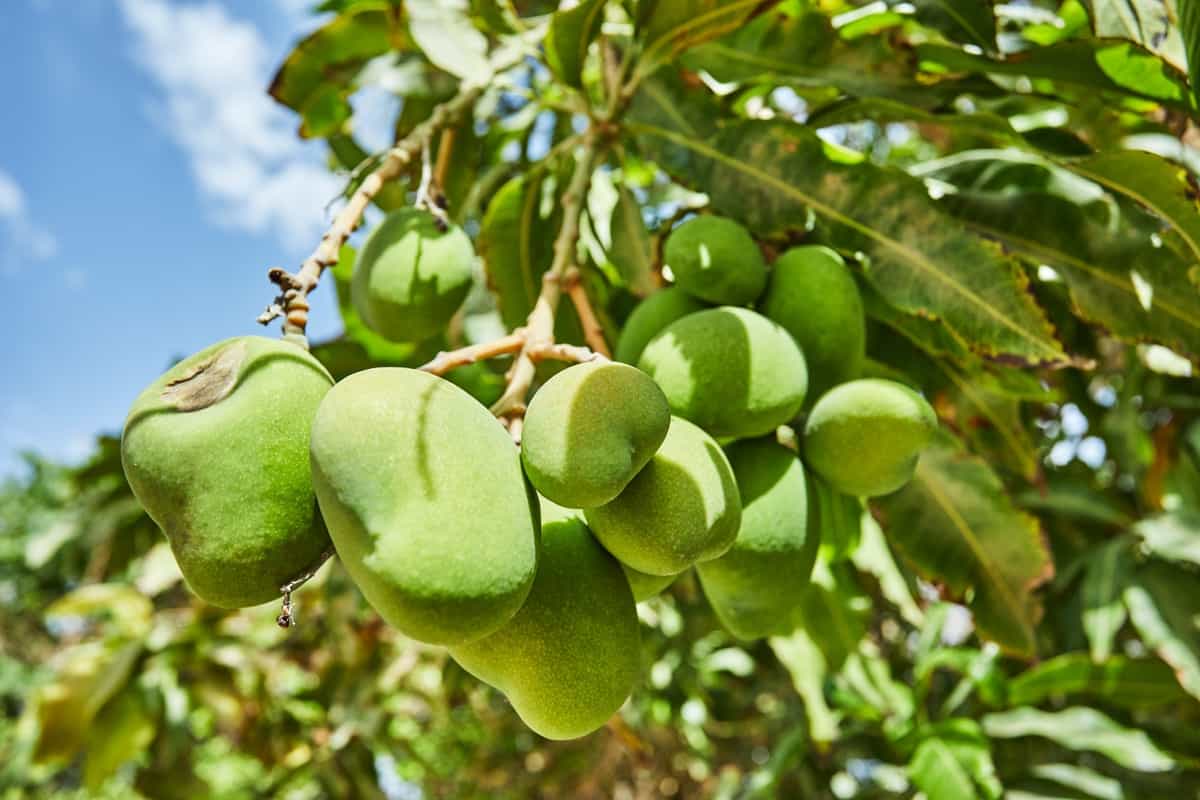 How to Get Bigger Mango Fruits