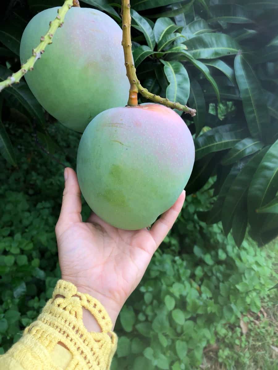 mango growing on the tree